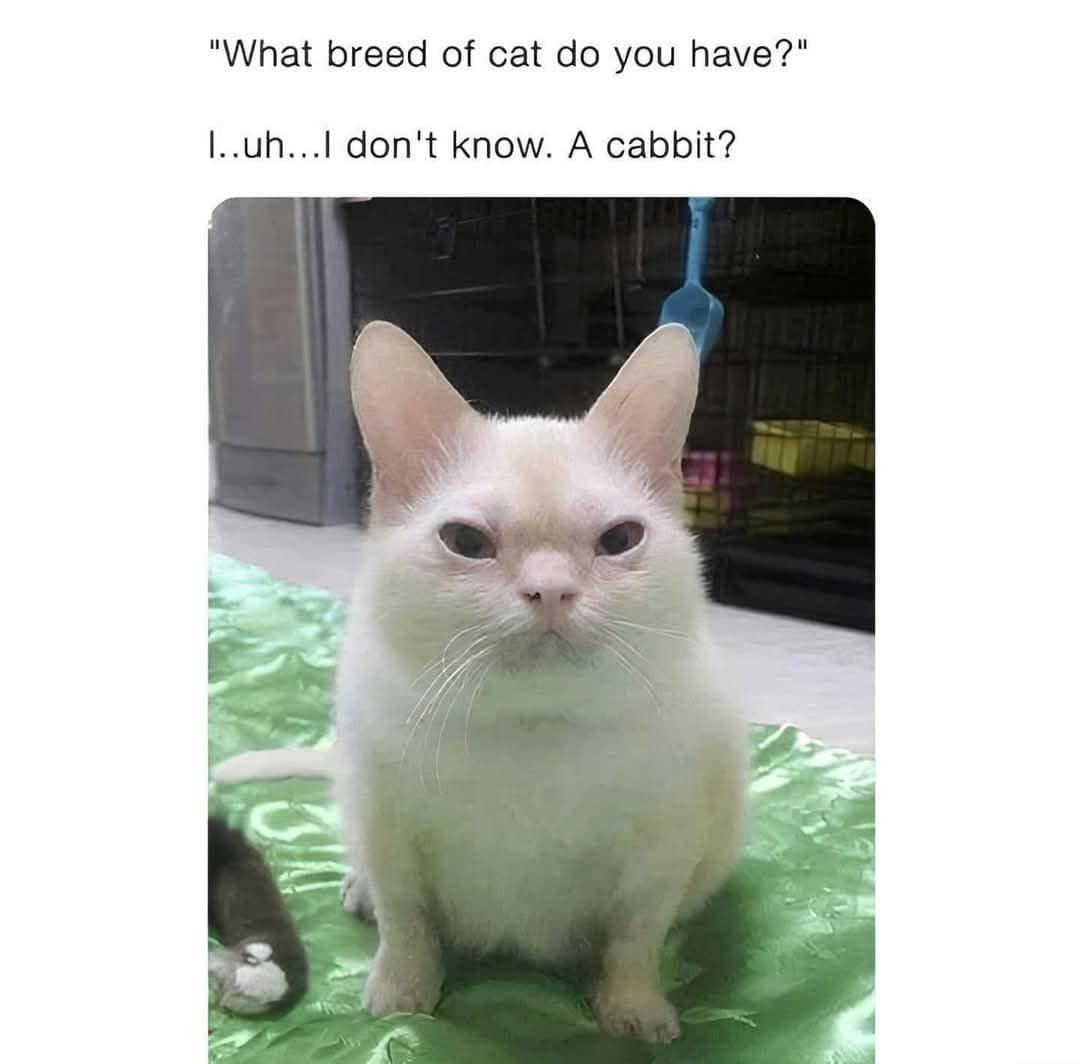 meme dump, funny memes, hilarious memes, meme collection, comedic spree, batch of memes, comedic images, laugh-worthy posts, side-splitting visuals, comedic snapshots, lazy Sunday memes, weekend humor, procrastination jokes, dank memes, dank meme dump, memes funny