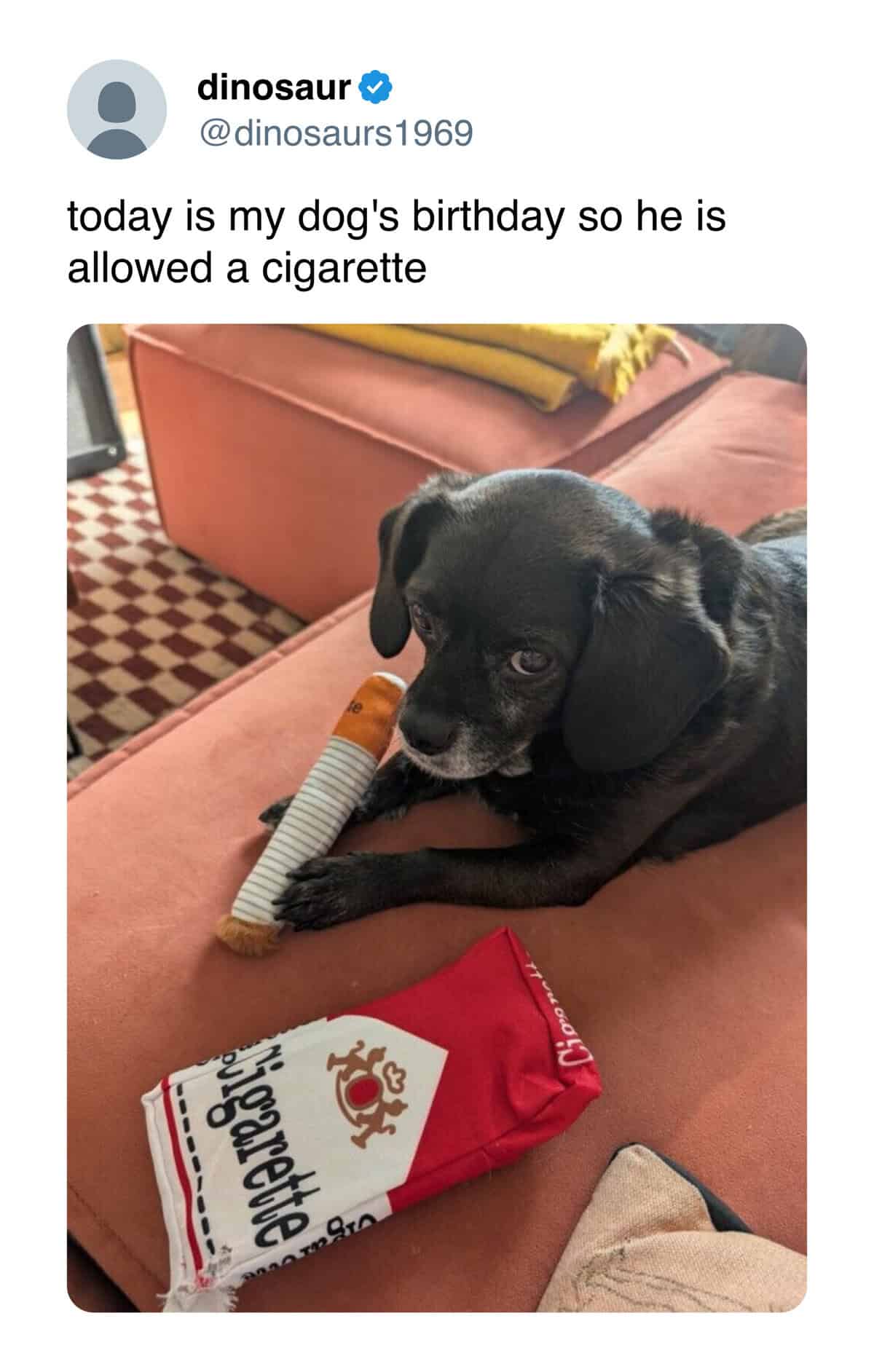 dinosaur & @dinosaurs 1969 today is my dog's birthday so he is allowed a cigarette aligarette