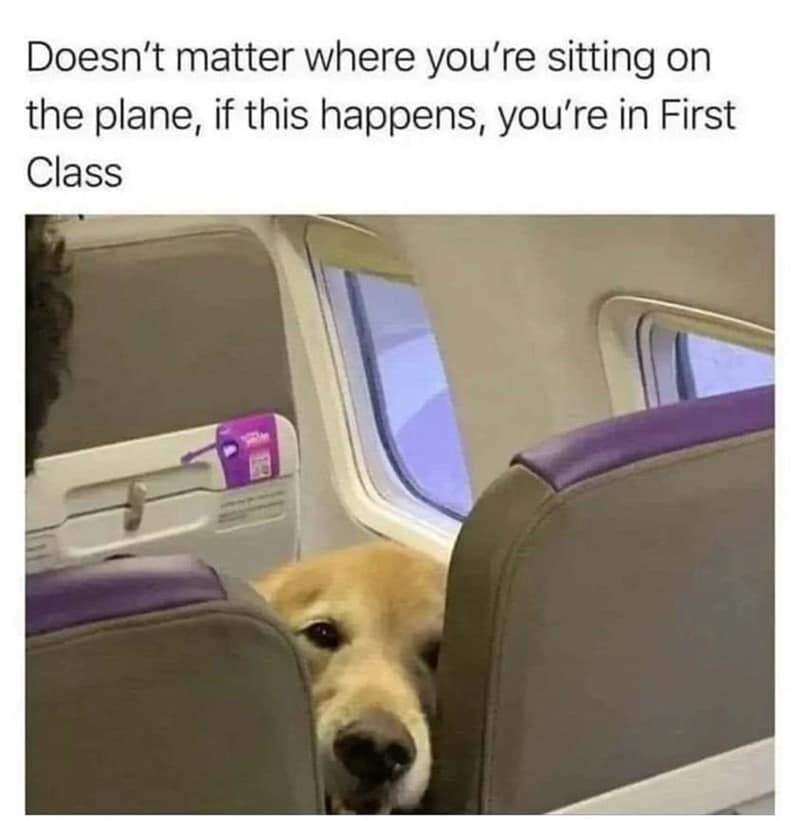 travel memes, vacation memes, summer travel humor, travel jokes, holiday memes, trip memes, summer vacation humor, travel season jokes, travel humor, vacation jokes