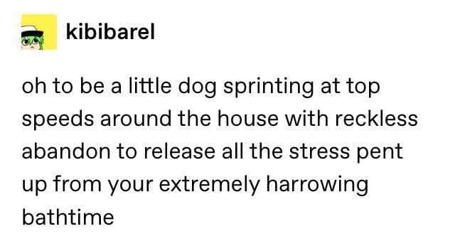 oh to be a little dog sprinting at top speeds around the house with reckless abandon to release all the stress pent up from your extremely harrowing bathtime