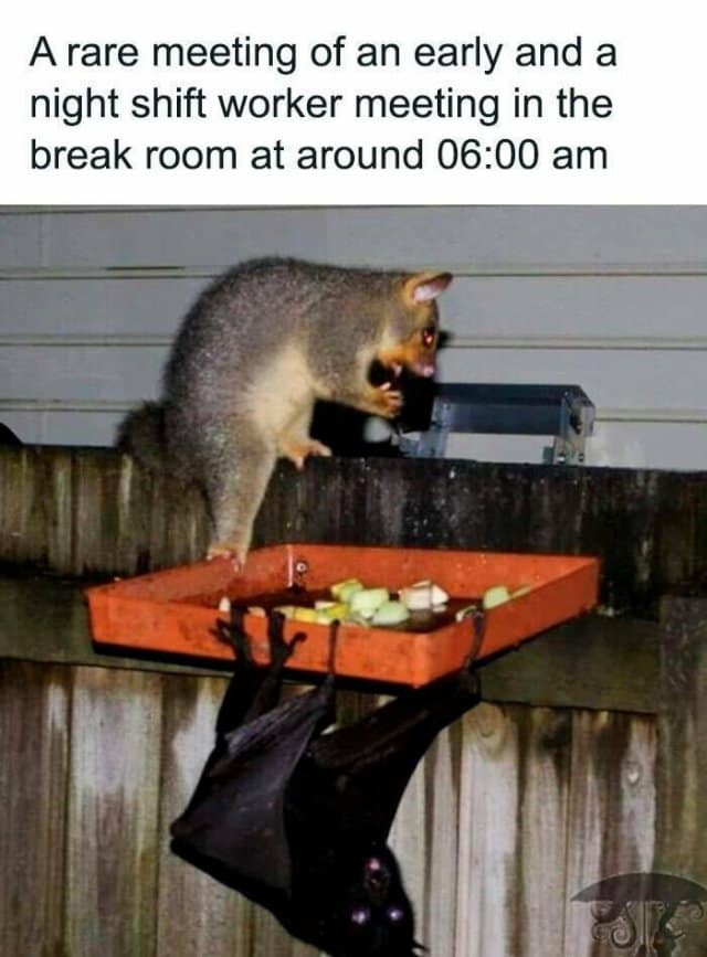 A rare meeting of an early and a night shift worker meeting in the break room at around 06:00 am