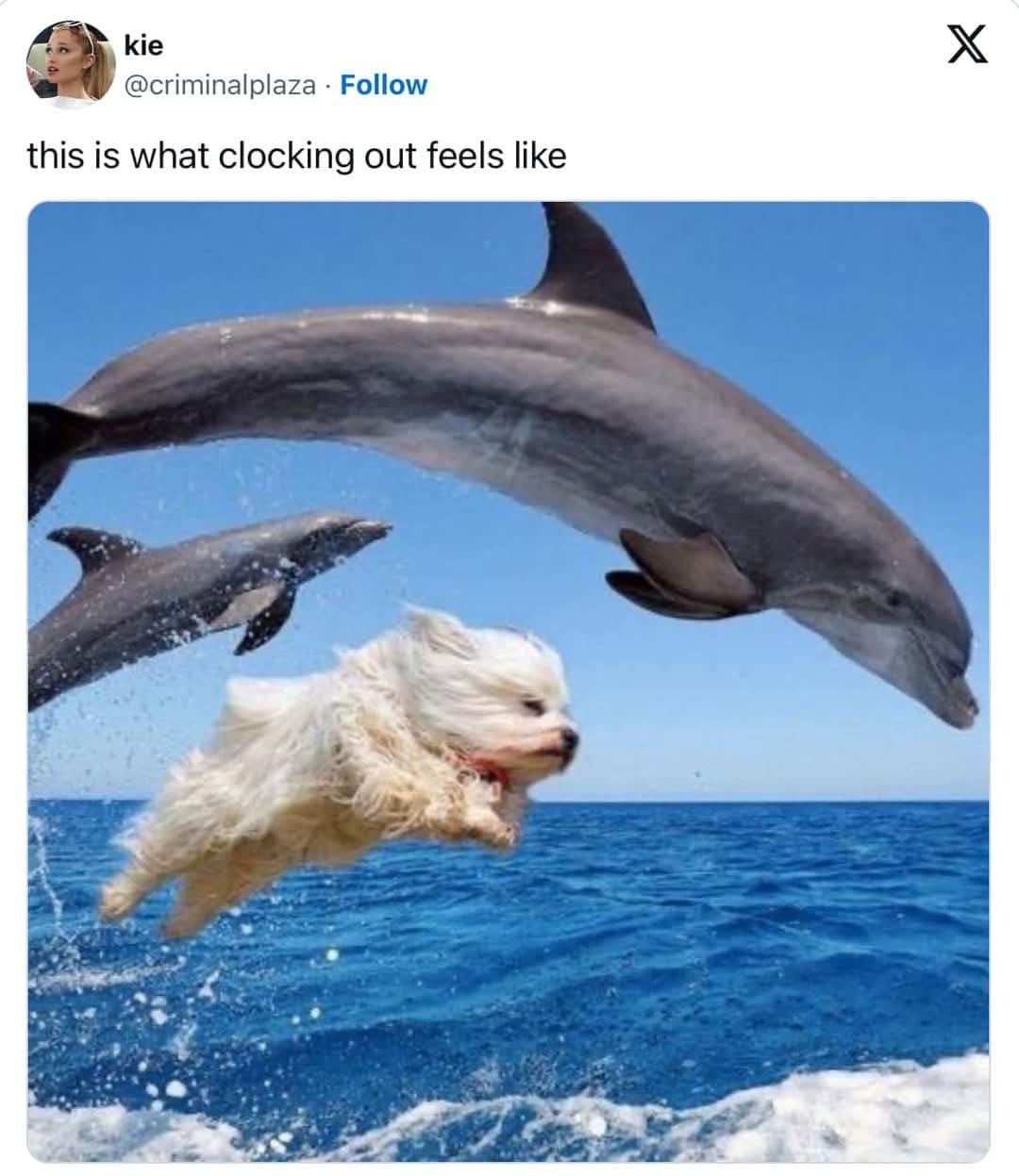 A small fluffy dog joyfully jumps out of the ocean alongside leaping dolphins