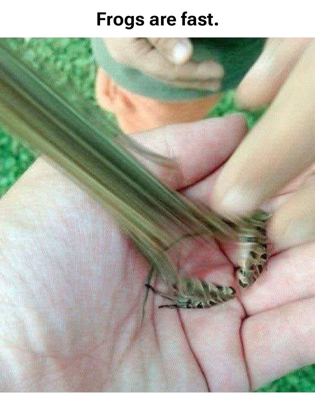 a frog leaping out of a person's hand so fast it’s a blurry streak, captioned “Frogs are fast.”