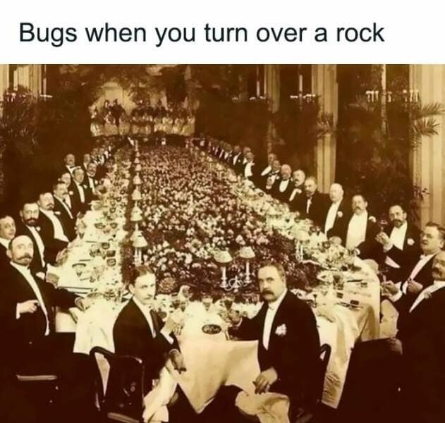 Bugs when you turn over a rock