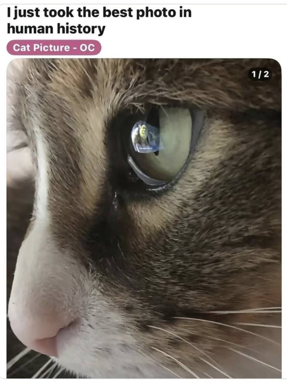 classic memes, vintage memes, viral tweets, timeless memes, old memes, popular memes, nostalgic memes, evergreen memes, internet classics, funny memes, relatable memes, meme archive, best memes, hilarious tweets, classic humor, meme collection