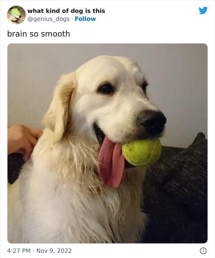 classic memes, vintage memes, viral tweets, evergreen memes, throwback memes, old memes, best memes, retro memes, internet classics, reaction memes, nostalgia memes, meme archive, timeless humor, meme history, digital nostalgia, original memes, viral humor, relatable memes, group chat memes, meme culture, shareable memes, comedy classics, nostalgic humor