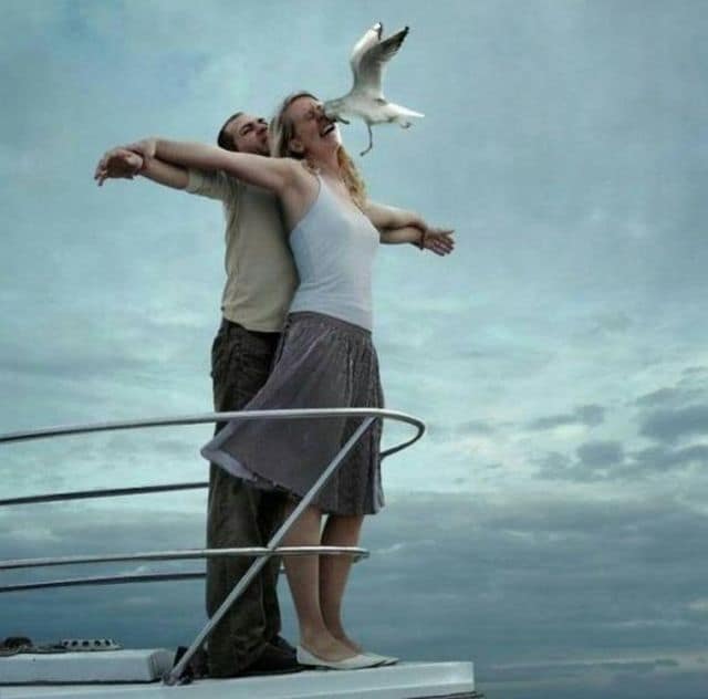 titanic seagull
