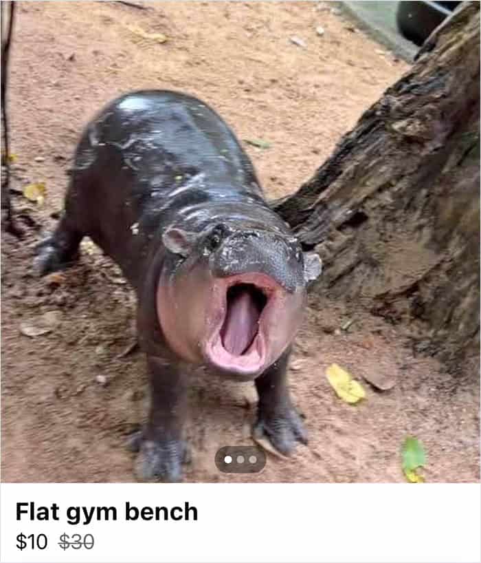 funny facebook marketplace, marketplace memes, bizarre listings, yard sale humor, online classifieds, digital flea market, listing memes, marketplace finds, unhinged ads, accidental comedy memes, weird sale listings, secondhand humor, e‑commerce memes, listing fails, random marketplace memes, social media buys, oddity listings, bargain memes, unfiltered listings, marketplace gold