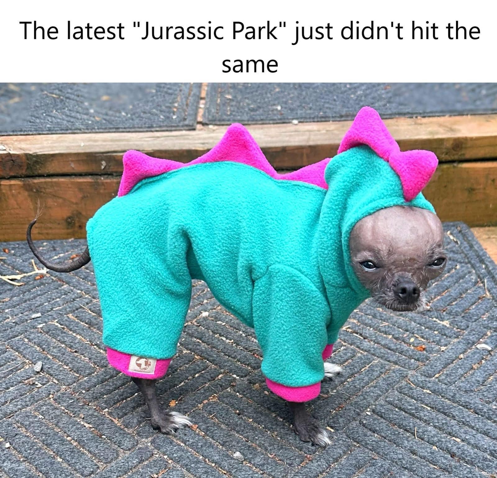 Hairless dog in dinosaur costume looking unimpressed