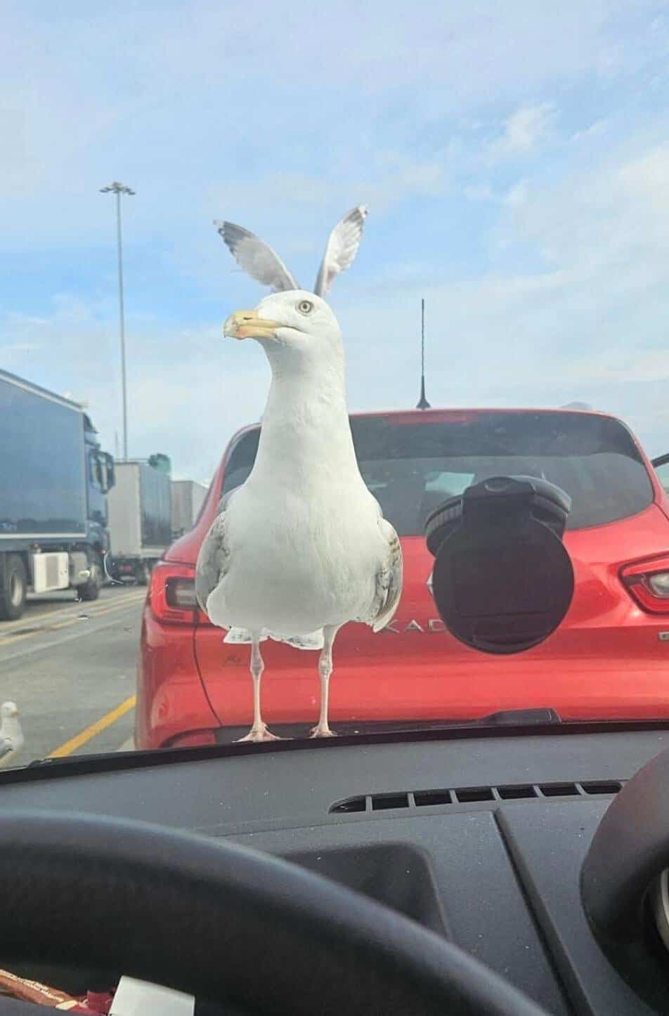 funny optical illusions picture of a seagull standing on a car, with bunny ears appearing on its head due to the car behind