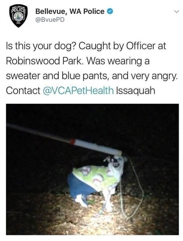 Is this your dog? Caught by Officer at Robinswood Park. Was wearing a sweater and blue pants, and very angry. Contact