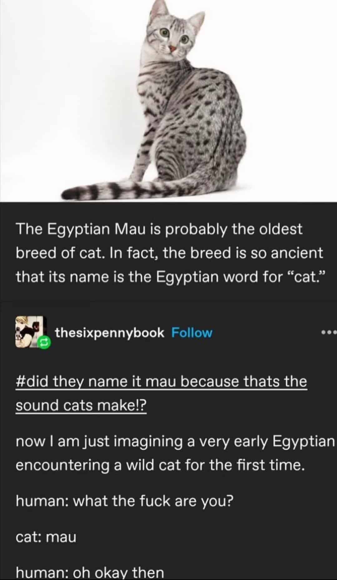 funny tumblr posts, funny tumblr, tumblr memes, classic tumblr, nostalgic posts, internet classics, tumblr humor, funny text posts, relatable tumblr, meme culture, funny internet posts, viral tumblr, hilarious posts