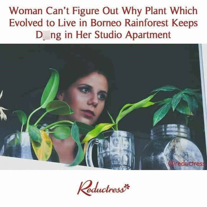 Woman Can't Figure Out Why Plant Which Evolved to Live in Borneo Rainforest Keeps D. ng in Her Studio Apartment