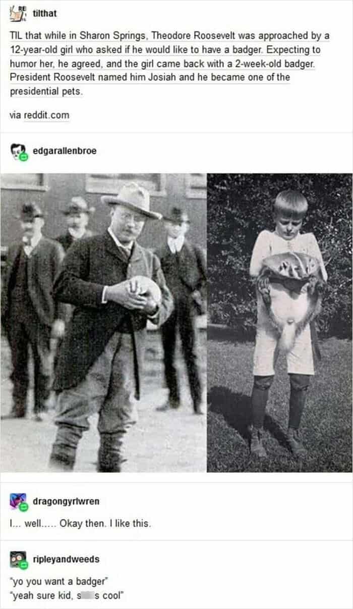 TIL that while in Sharon Springs. Theodore Roosevelt was approached by a 12-year-old girl who asked if he would like to have a badger. Expecting to humor her, he agreed, and the girl came back with a 2-week-old badger. President Roosevelt named him Josiah and he became one of the presidential pets.