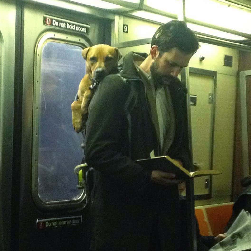 Man reading a book on subway with dog peeking from backpack