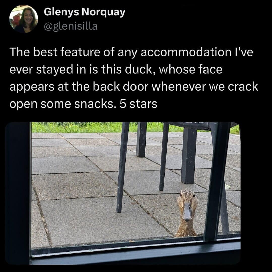 Glenys Norquay @glenisilla The best feature of any accommodation I've ever stayed in is this duck, whose face appears at the back door whenever we crack open some snacks. 5 stars