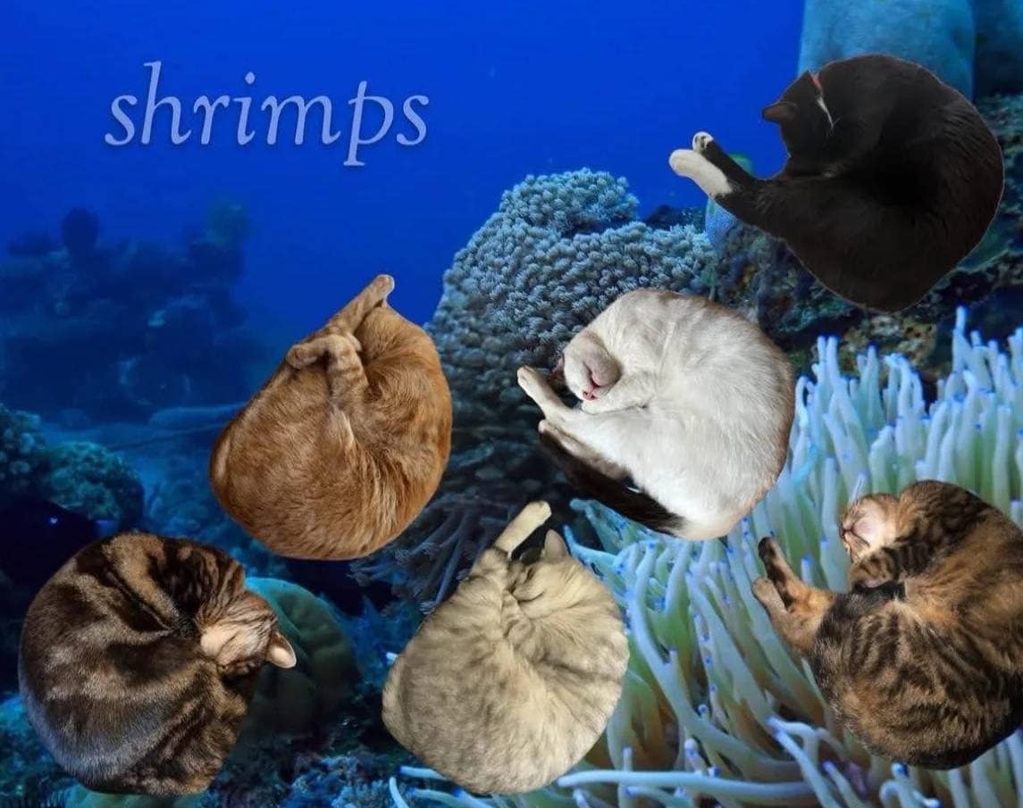 shrimps