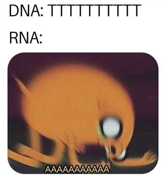 DNA: TTTTTTTTTT RNA: