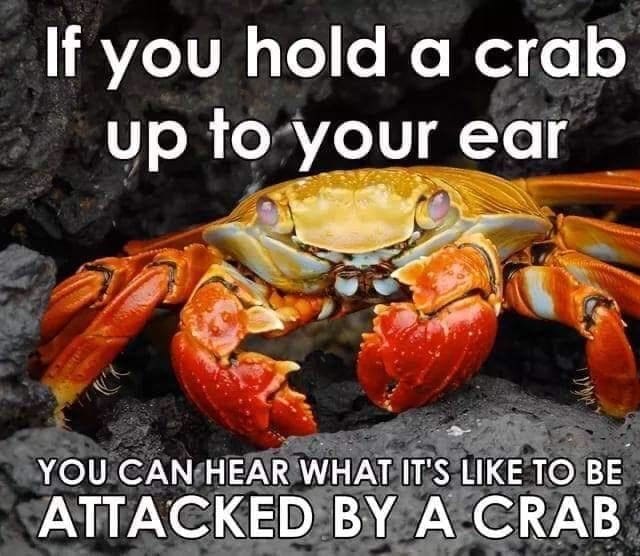 Angry crab on rocks with bold meme text about holding it to your ear
