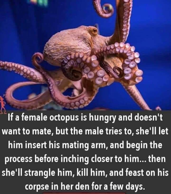 Female octopus with text explaining her savage mating behavior