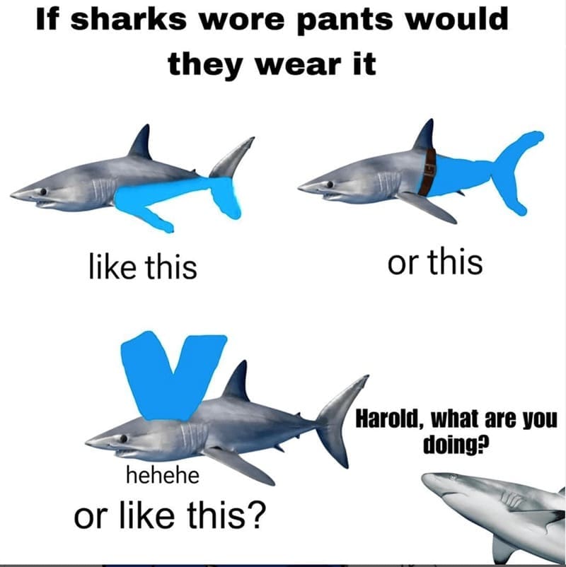 Three sharks modeled wearing pants in different hilarious configurations