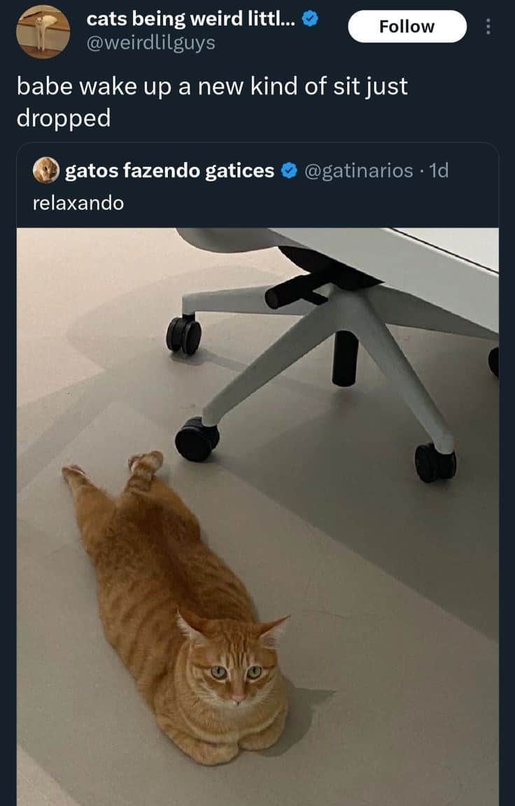 orange cat memes, cat memes, ginger cat memes, cat memes, funny cat memes, viral cat memes, group chat memes, Garfield memes, orange tabby, feline chaos, trending cat memes, ginger kitty, cat owner jokes, pet memes, animal memes, cat personality, zoomies memes, nap king, cat chaos, cute cat memes, cartoon cat memes