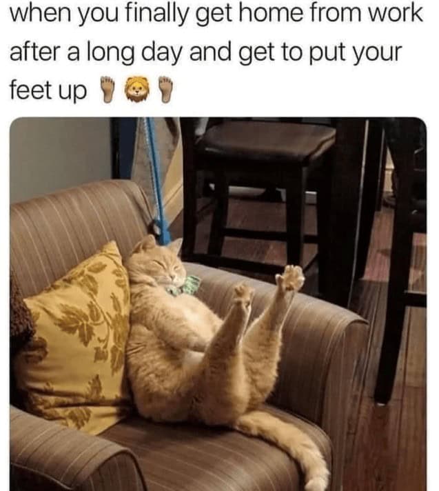 orange cat memes, cat memes, ginger cat memes, cat memes, funny cat memes, viral cat memes, group chat memes, Garfield memes, orange tabby, feline chaos, trending cat memes, ginger kitty, cat owner jokes, pet memes, animal memes, cat personality, zoomies memes, nap king, cat chaos, cute cat memes, cartoon cat memes