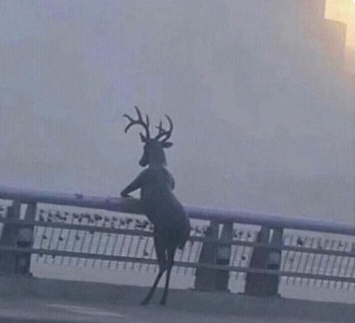 Deer dramatically staring into the fog like it’s in a moody music video