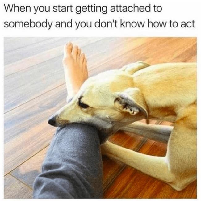 Light brown dog rests head on person’s leg on floor.