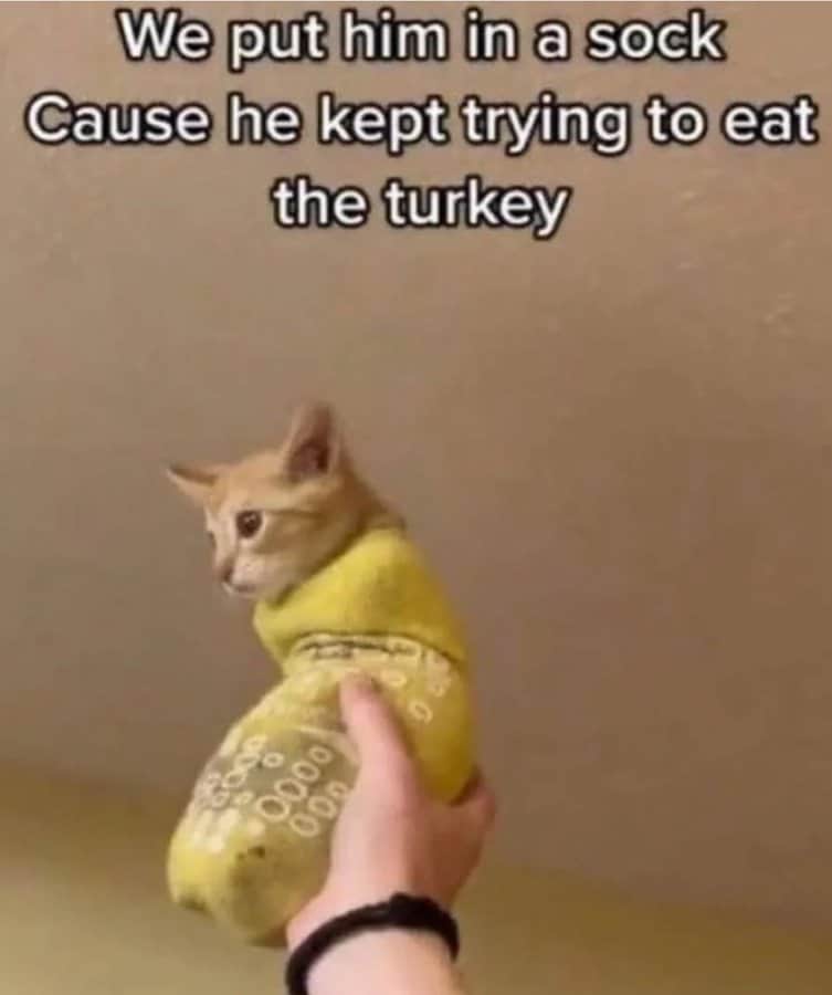 Cat snugly stuffed into a yellow sock with caption about stopping him from eating the turkey