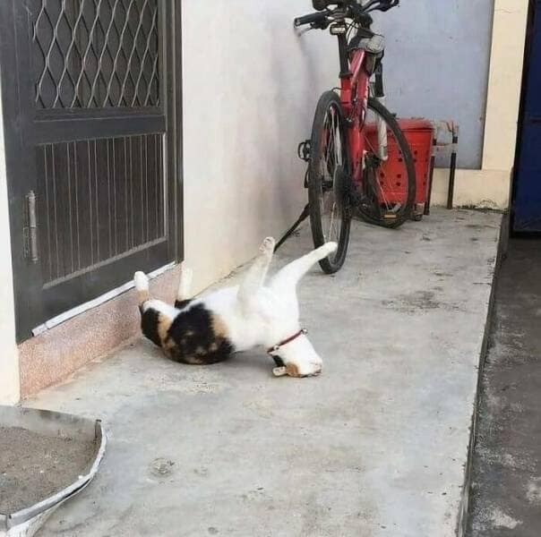Calico cat flipped on its back by a doorway, paws in the air, with a red bicycle nearby.