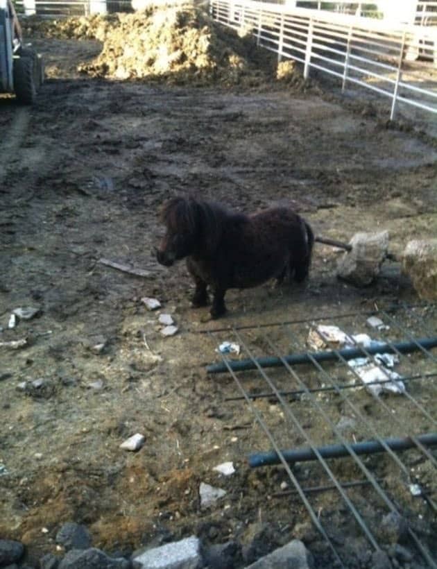 Tiny pony standing in a muddy pen like it owns the place – funny horse pictures charm
