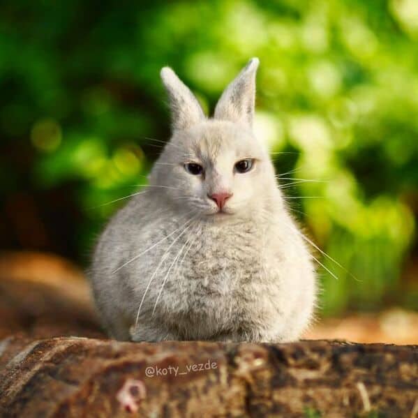 A fluffy grey rabbit with a serious cat face sitting on a tree log.