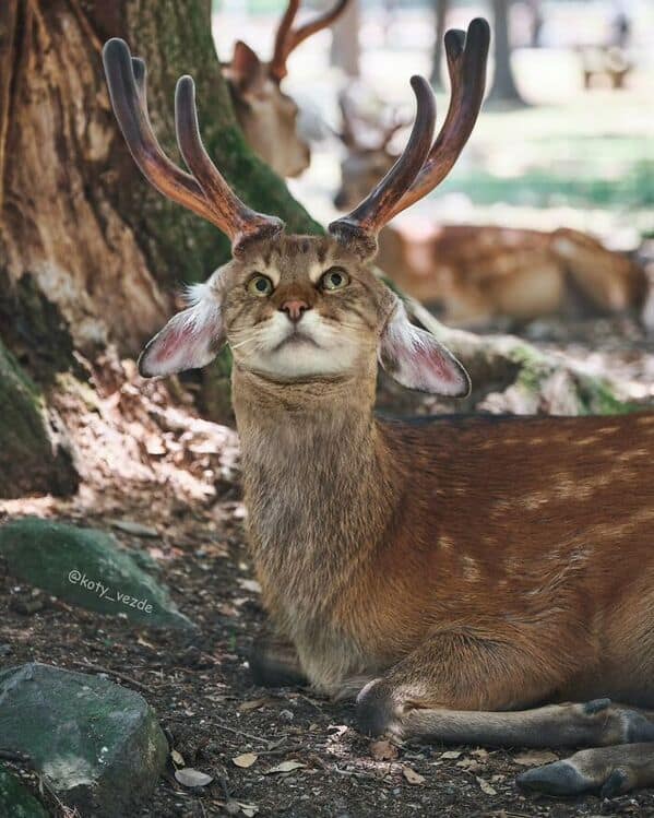 A deer with majestic antlers but a relaxed cat face, lying on the forest floor.