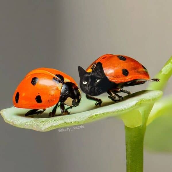 Two ladybugs, one of which has a black cat’s face replacing its head.