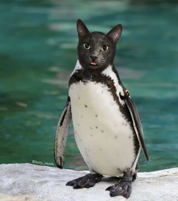 A penguin standing on a rock with a surprised cat face, tongue sticking out.