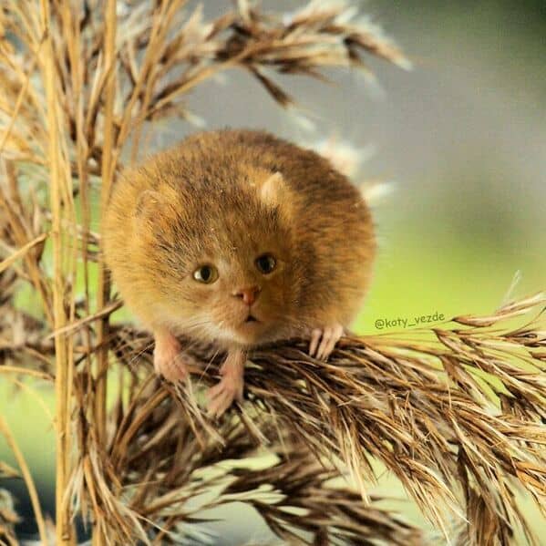 A round, fuzzy mouse perched on a plant with a wide-eyed cat face.