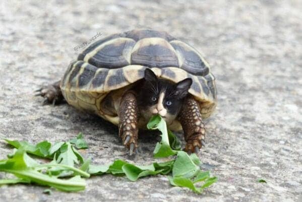 A small tortoise with a tuxedo cat face eating leafy greens.