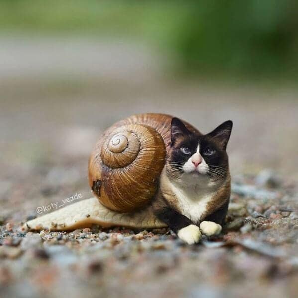 A snail with a Siamese cat body and a spiral shell on its back.