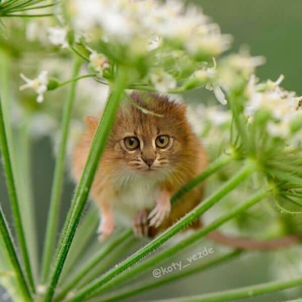 A small rodent with the alert face of a wide-eyed kitten, hidden among flowers.