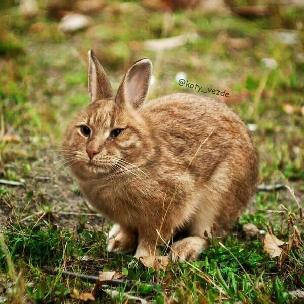 A brown rabbit on grass with a feline face and narrowed, judging eyes.
