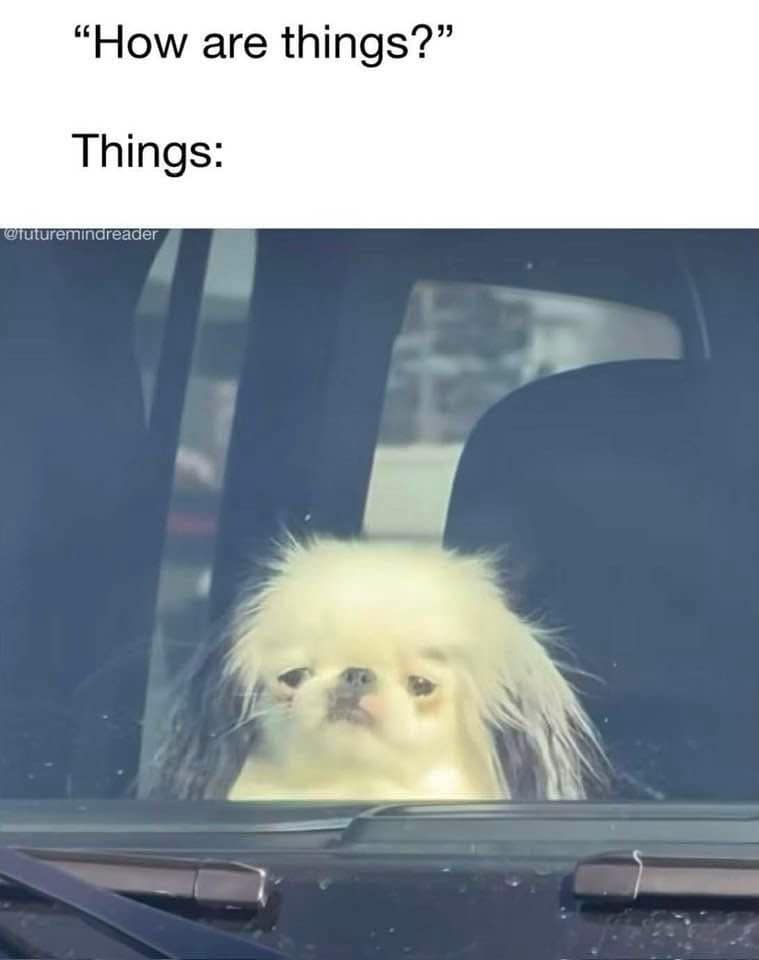 Disheveled dog with blank stare behind car windshield