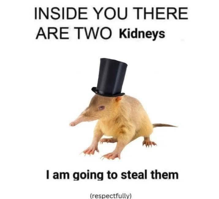 A weird, funny pic of an animal in a top hat threatening to steal your kidneys.