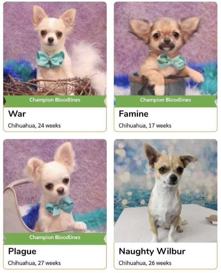 A funny meme of four chihuahuas named War, Famine, Plague, and the hilarious Naughty Wilbur.