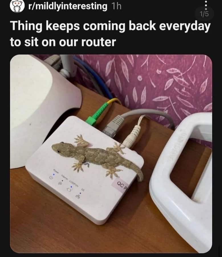 A funny picture from Reddit of a small gecko resting on a warm internet router.
