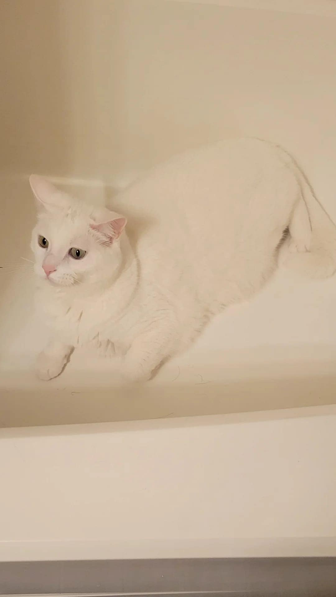 White cat lounging in an empty cream bathtub, almost the same color as the tub.
