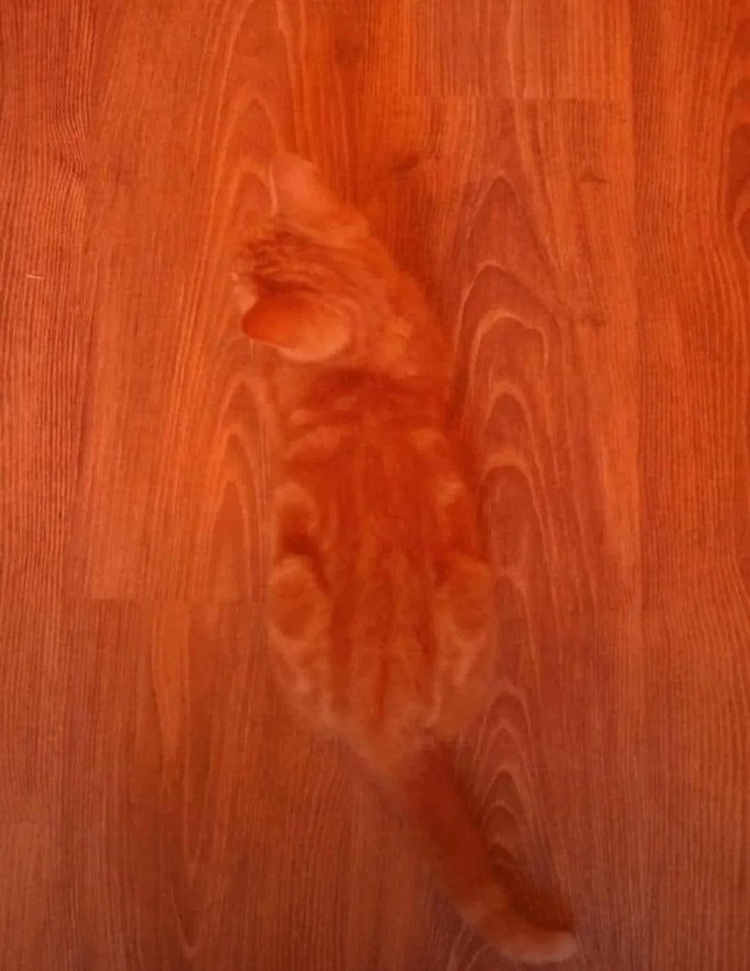 Orange tabby viewed from above, fur matching the reddish wood-grain floor