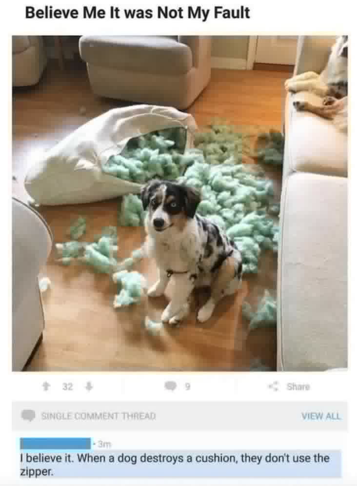 A dog is framed for destroying a pillow, but a comment points out the zipper was used.