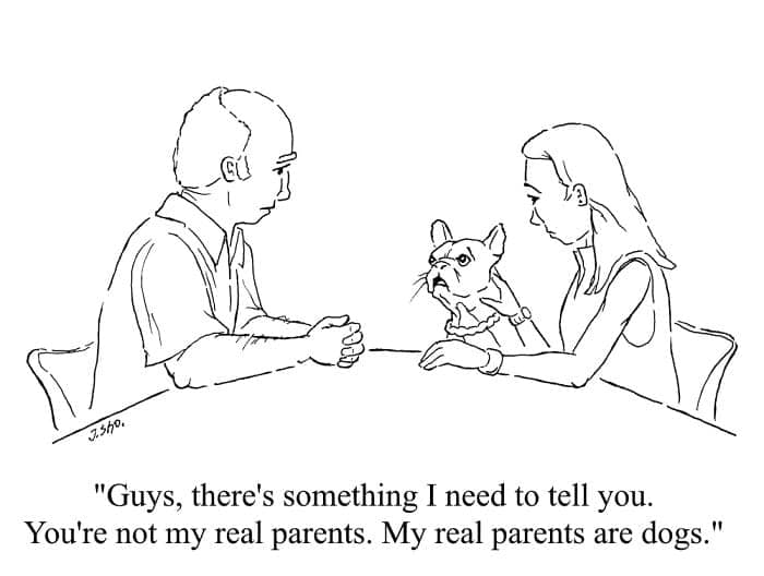 Teen at a table holding a grumpy French bulldog tells parents, “You’re not my real parents. My real parents are dogs.”