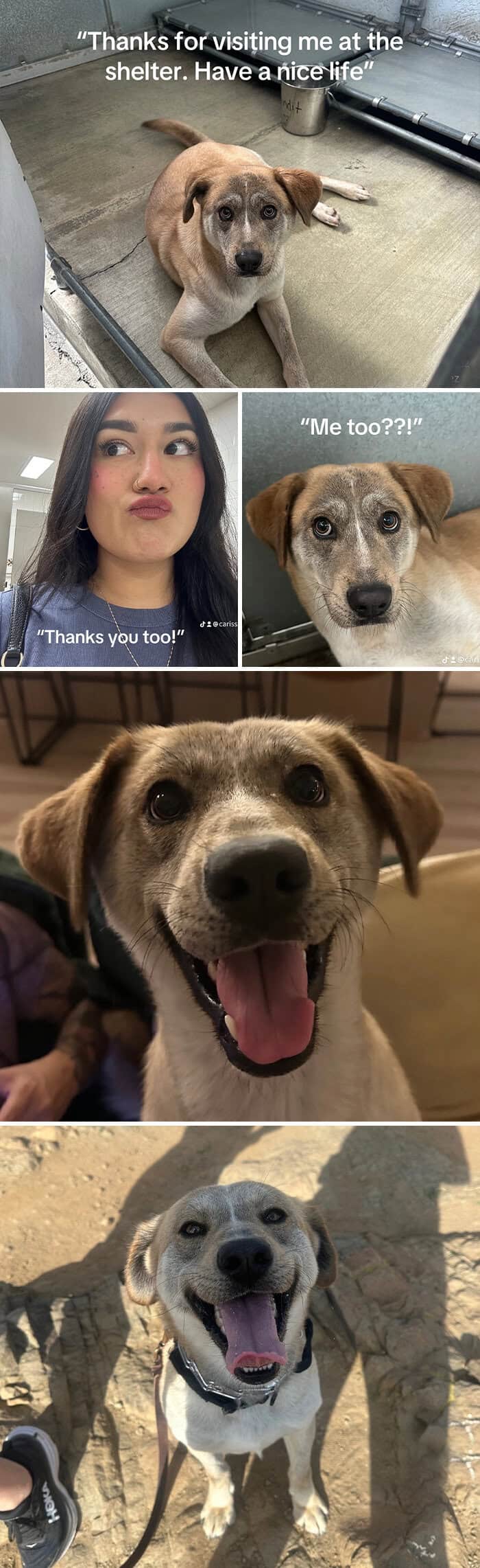 Before-and-after rescue of a shelter dog: from kennel sadness to a beaming, playful pup after adoption